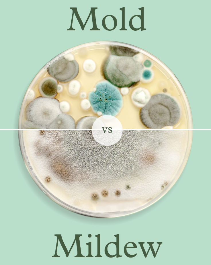 Mold<sup style="font-size: 65%;"> 1</sup> vs Mildew<sup style="font-size: 65%;"> 1</sup>. What's the difference?