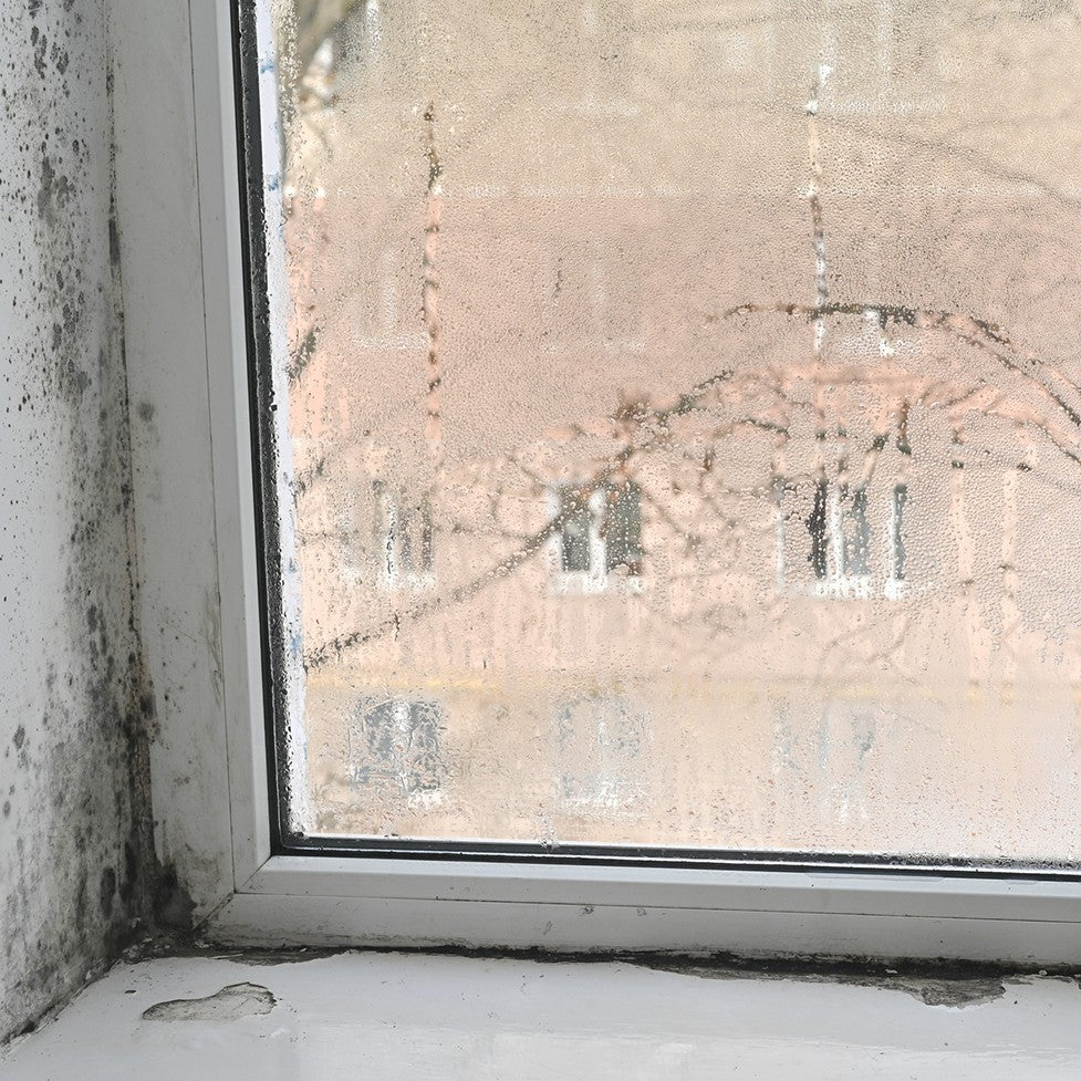 Do Air Purifiers Help with Mold<SUP STYLE="font-size:65%"> 1</SUP> in Winter?