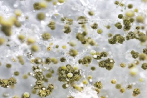 Destroys Musty Odors Caused by Mold