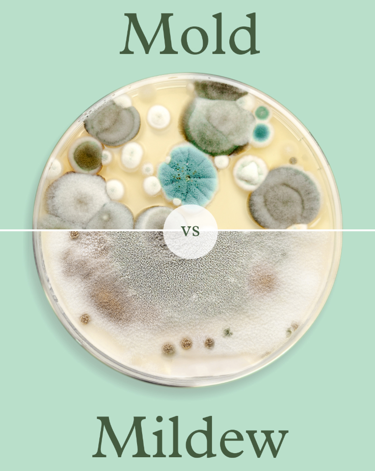 Mold vs Mildew. What's the difference?